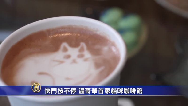 快门按不停 温哥华首家猫咪咖啡馆