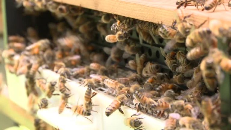 解救蜜蜂生存危機 退休校長養百萬蜜蜂