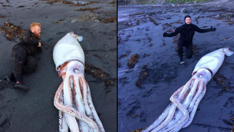三兄弟意外發現4米長巨型魷魚 形如「外星怪獸」