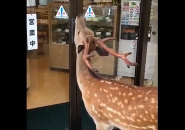 芝麻开门！奈良小鹿迷上开关食品店自动门的游戏