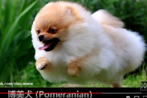 世界上最可愛的十大狗狗品種(視頻)