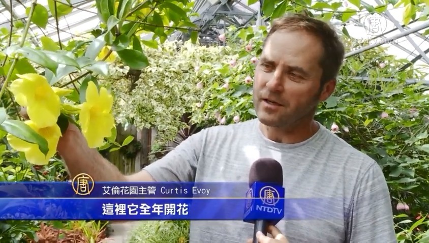 多伦多百年温室花园 艾伦花园 新唐人中文电视台在线