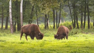 中国内蒙爆发牛炭疽疫 9牛死 8人染皮肤炭疽