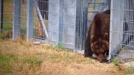 當17年「活展品」 北海道棕熊飛越近9000公里首次走出籠外