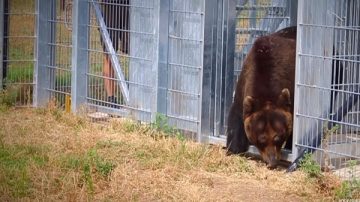 当17年“活展品” 北海道棕熊飞越近9000公里首次走出笼外