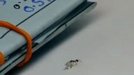 钻石自己走路？ 原来是蚂蚁“大盗”干的（视频）