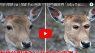 好奇動物的眼睛為什麼都長在兩側？如果長在正面會怎樣？(視頻)