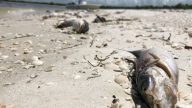 美佛州赤潮危機 數以萬計海洋生物死亡惡臭