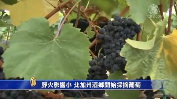 野火影響小 北加州酒鄉開始採摘葡萄