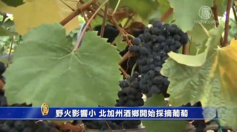 野火影響小 北加州酒鄉開始採摘葡萄