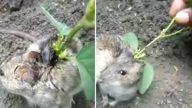 豆苗寄生田鼠背？農夫：可能播種時撒到牠傷口