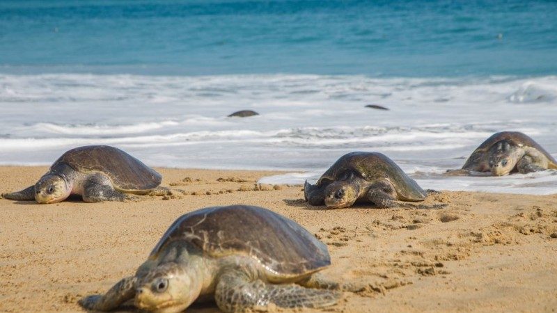 墨西哥海滩惊现113只海龟遗体 部分出现伤痕
