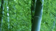 进入画中的柳城
