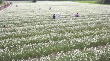 台灣大溪九月雪 外國遊客慕名而來