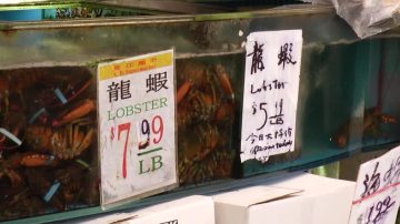 美中貿易戰 龍蝦「出口轉內銷」價格大降