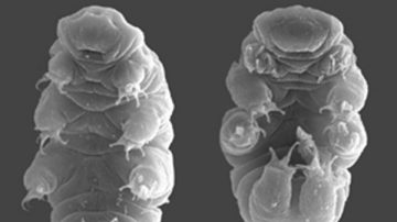 日本發現約一毫米小動物 可在太空存活