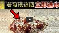世界上25個最危險的動物 讓人出乎預料（視頻）