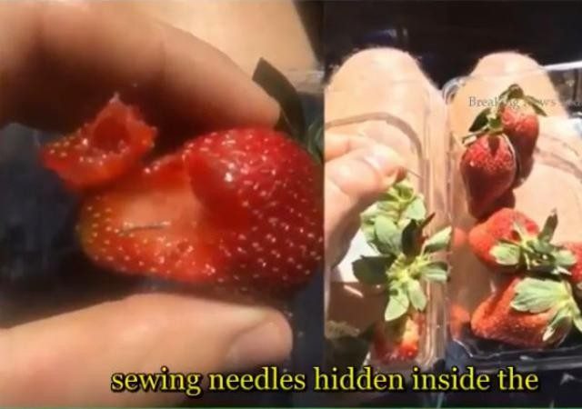 澳洲草莓藏針蔓延至蘋果 農民購金屬探測器檢測