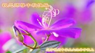 教育系统法轮功学员恭祝李洪志大师中秋好