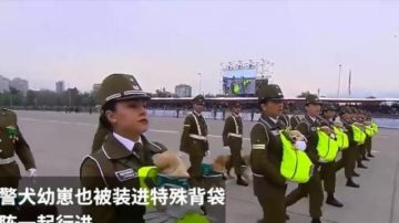 萌翻啦！智利国庆典礼阅兵上警犬宝宝超抢镜 （视频）