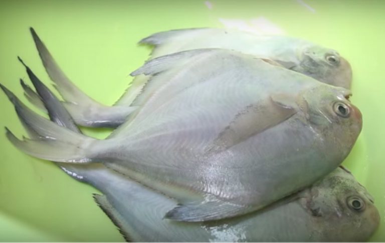 愛吃海魚一定要收藏，試試這樣做，嫩滑多汁又下飯，做法還簡單