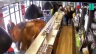 賽馬闖入酒吧又踢又跳 顧客嚇得落荒而逃