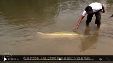 好奇無畏懼 「全球最笨魚」直接打暈可抬走