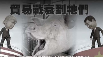 北京号召“共克时艰” 4亿头猪率先“节衣缩食”