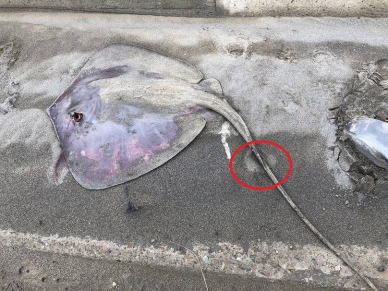 釣客離奇橫屍堤岸 桃園警方懷疑兇手是牠