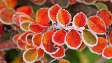 【节气】秋末霜降 华夏宝典看养生保健