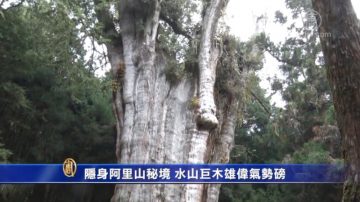 隐身阿里山秘境 水山巨木雄伟气势磅礡