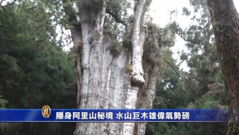 隱身阿里山秘境 水山巨木雄偉氣勢磅礡