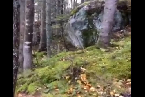 加拿大登山客发现森林“呼吸” 网友：地球生气了？（视频）