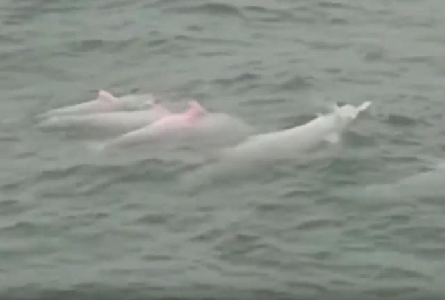 港珠澳大桥开通白海豚起舞？官媒被轰“荒谬”