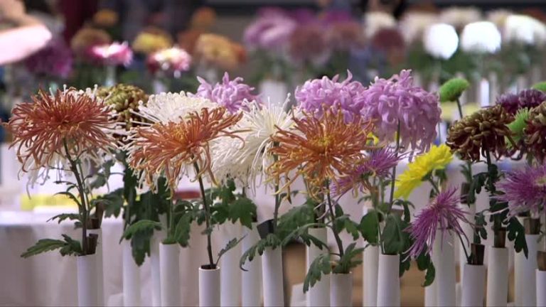 灣區菊展硅谷開幕 金秋花君惹人愛
