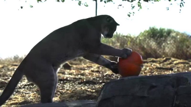 萬聖節後 奧克蘭動物園動物樂享南瓜大餐