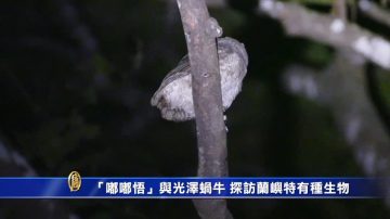 「嘟嘟悟」與光澤蝸牛 探訪蘭嶼特有種生物