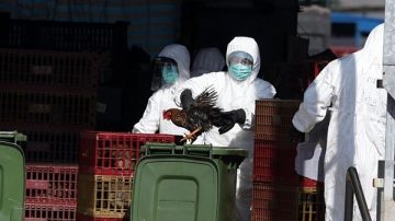 H7N9禽流感病毒 日本首次证实可经飞沫传播