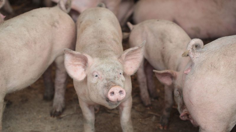 非洲猪瘟攻入中国17省 传播途径至今是谜