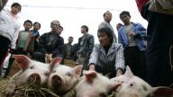 專家警告：吃了病豬肉 人就帶病毒
