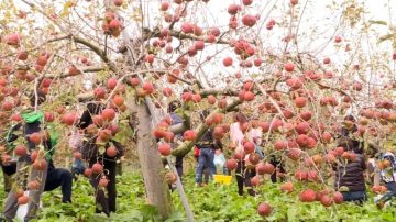 蜜蘋果紅了！ 福壽山採果、賞楓一次滿足