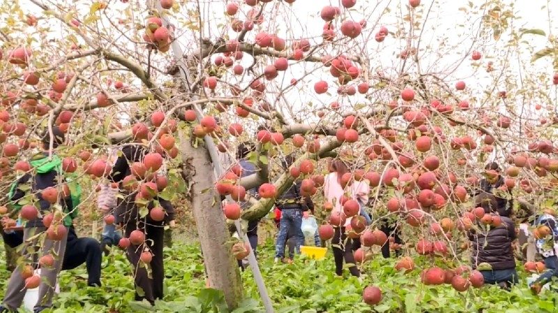 蜜蘋果红了！ 福寿山采果、赏枫一次满足