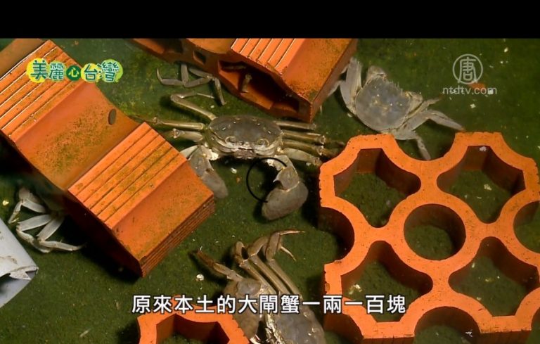 美麗心台灣：生態養殖大閘蟹 美味安全 饕客首選