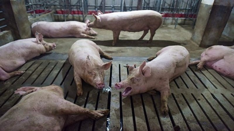 非洲猪瘟攻入北京 惊动中共高层