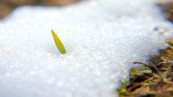 腌肉曬魚喝刨湯 「小雪」迎冬備冬藏