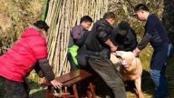 湖北老翁殺豬祝壽 卻被肥豬踢入滾水鍋