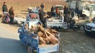 非洲猪瘟延烧中国 竟还有死猪交易市场