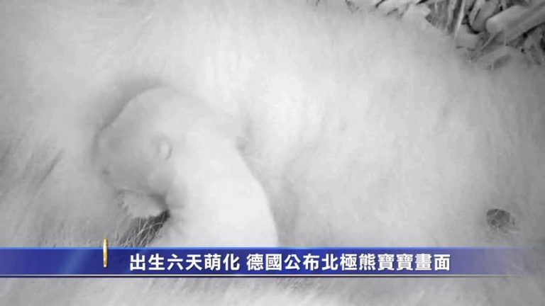 出生六天萌化 德國公布北極熊寶寶畫面