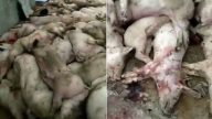 中国非洲猪瘟已失控 死猪遍地引发恐慌