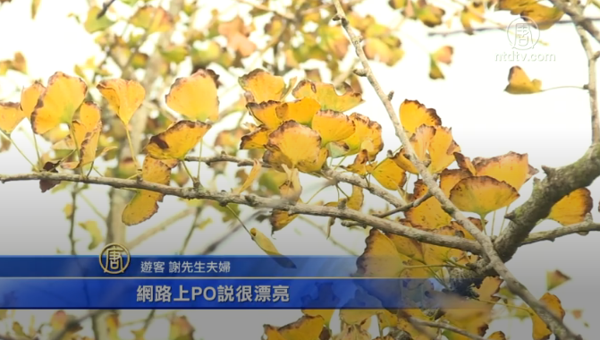 大崙山茶園銀杏森林 秋冬變裝秀上場